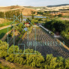 Domeniu, Afacere de vanzare, Sebeș, Alba, balta pescuit, ferma lavanda thumb 1