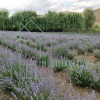 Domeniu, Afacere de vanzare, Sebeș, Alba, balta pescuit, ferma lavanda thumb 7